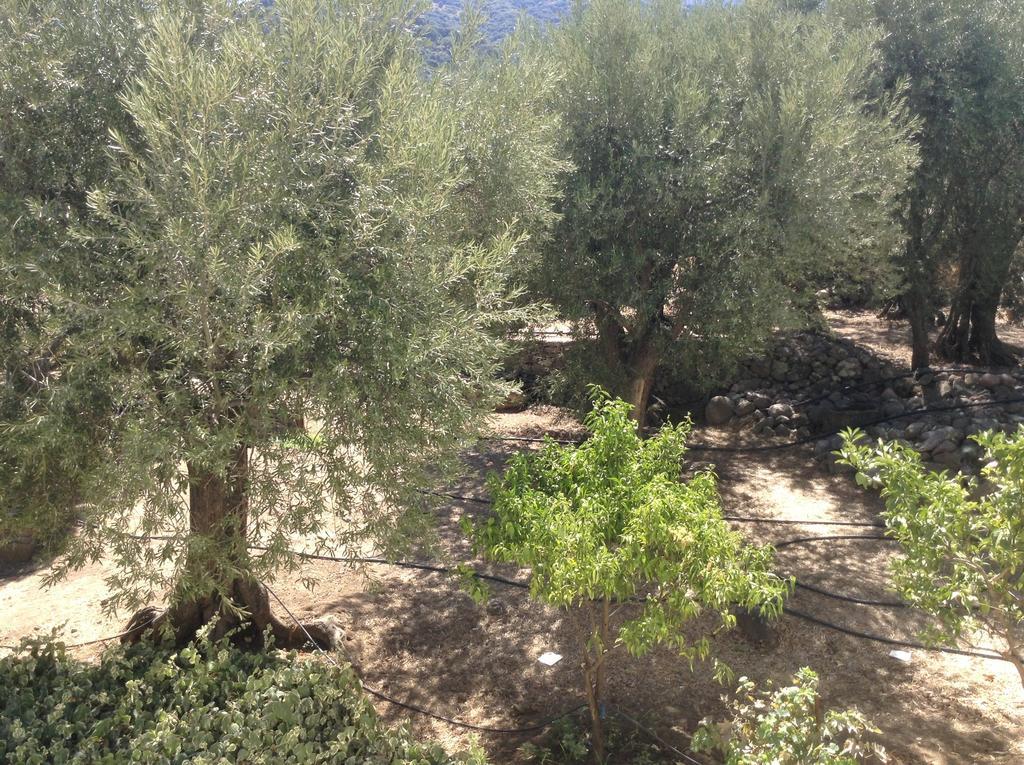 Rooms To Let To Kyma Skala Sikamineas Skala Sykamineas ห้อง รูปภาพ